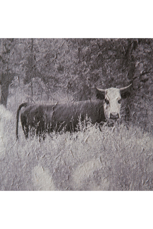16 x 24 Bull In Pasture Wall Art