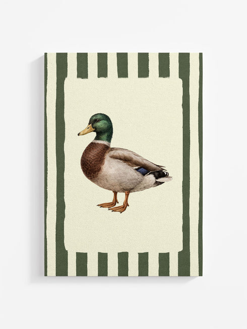 Field Study: Mallard Ready To Frame Canvas Print