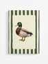 Field Study: Mallard Ready To Frame Canvas Print